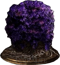 毒紫の苔玉